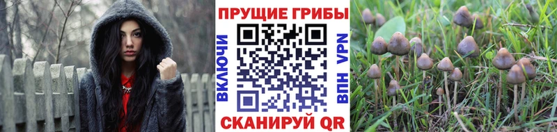 Галлюциногенные грибы MAGIC MUSHROOMS Сурск